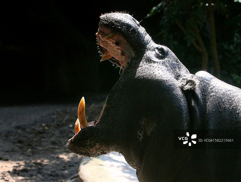 侏儒河马图片素材