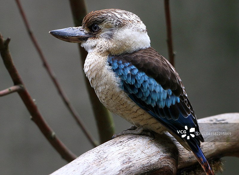 蓝翅笑翠鸟图片素材