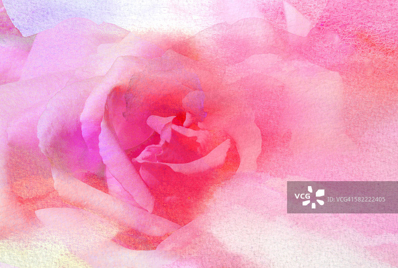手工纸上的水彩单支玫瑰图片素材