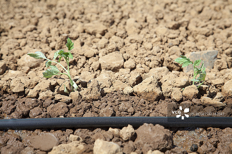 灌溉管旁边的番茄苗图片素材