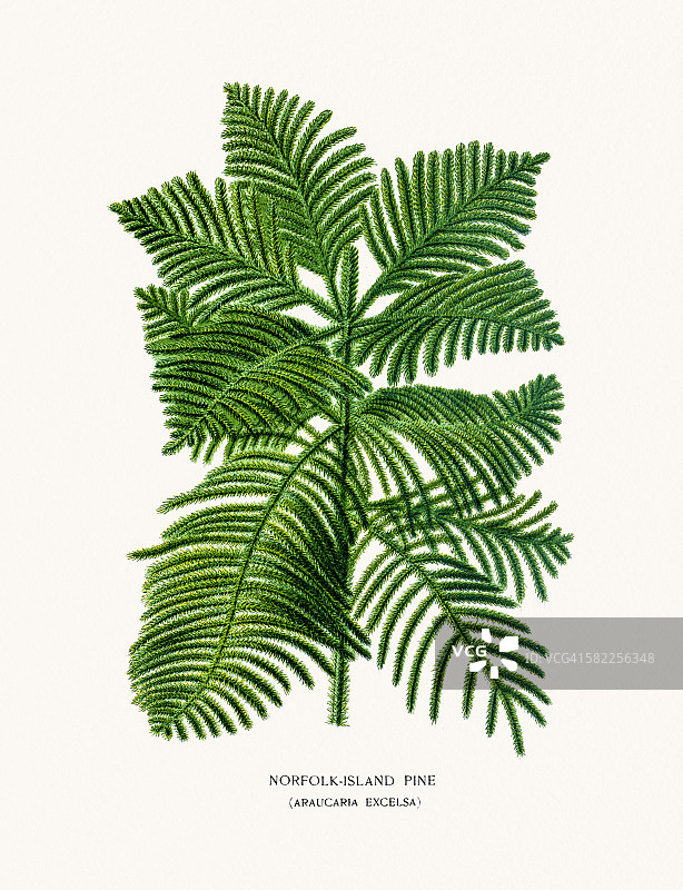 诺福克岛松树图片素材