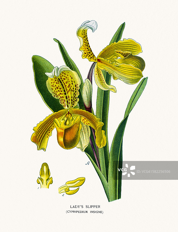 拖鞋兰图片素材