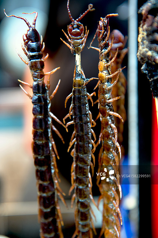 北京东华门夜市的炸蜈蚣图片素材