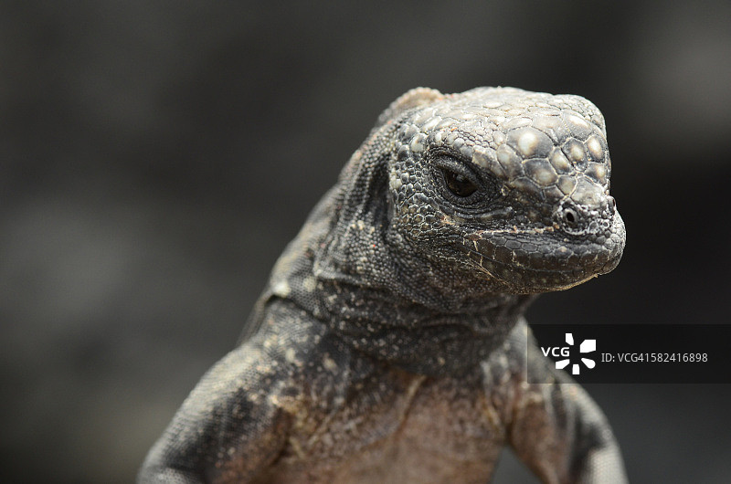 海鬣蜥微距肖像图片素材
