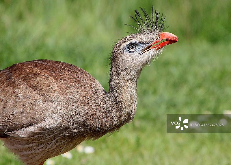 红腿叫鹤晚餐图片素材
