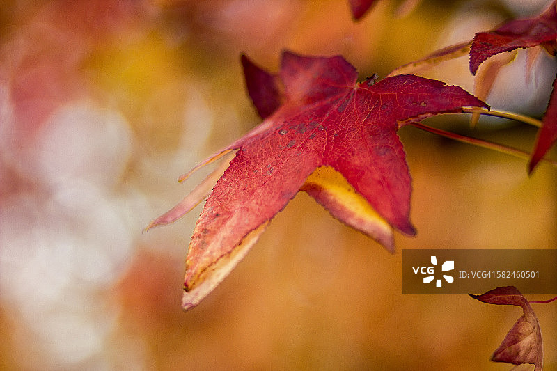 秋天的落叶图片素材