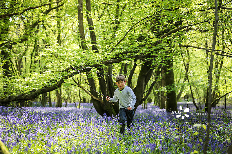 在蓝铃木林中玩耍的男孩图片素材