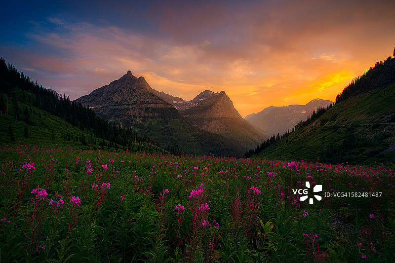 冰川野花图片素材