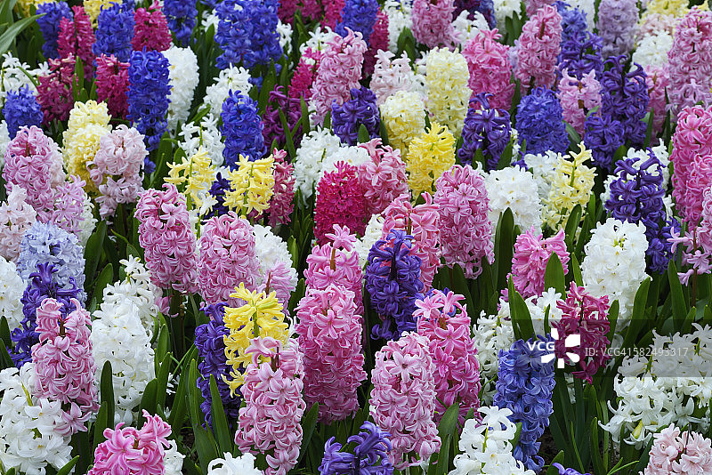 彩色风信子花坛图片素材