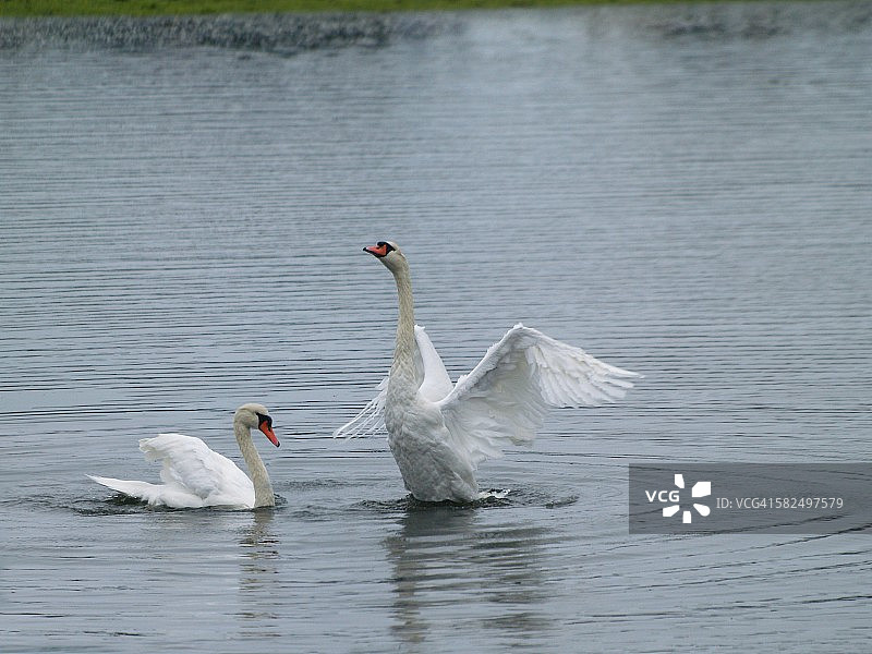 天鹅之舞图片素材