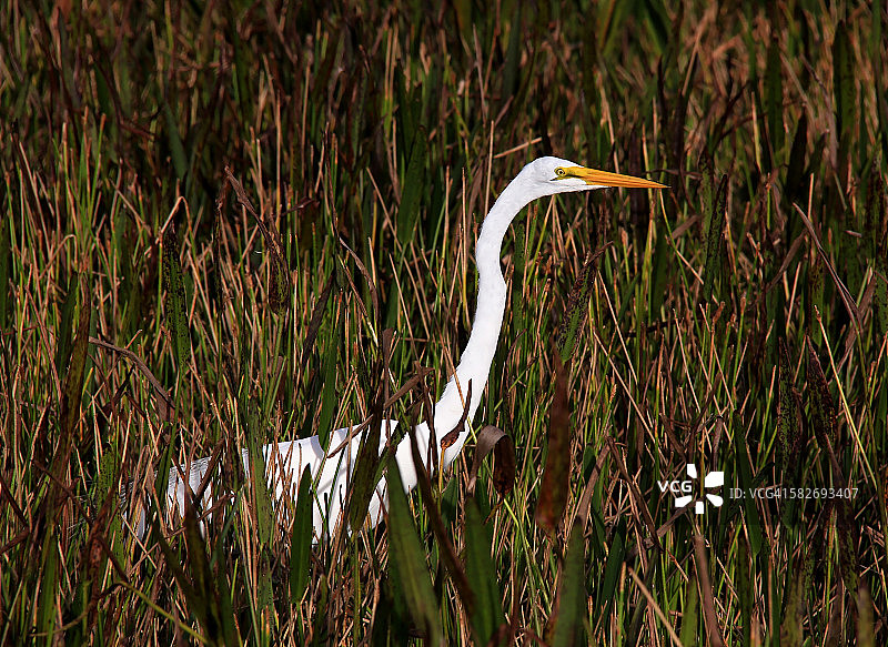 草地湿地上的白鹭图片素材