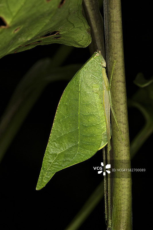 维亚达纳图片素材