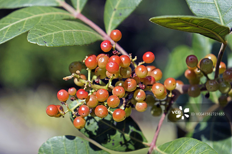 巴西胡椒图片素材