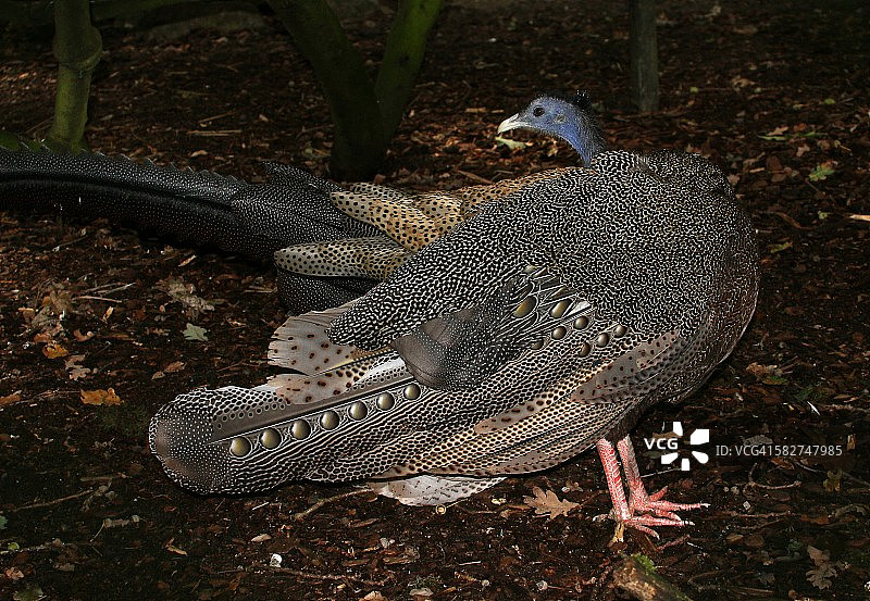 亚洲大眼斑雉图片素材