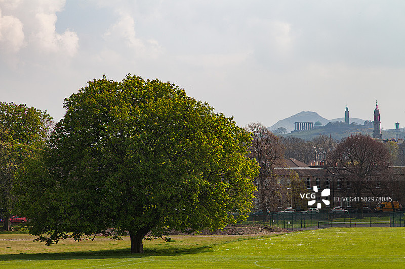 孤独的橡树图片素材