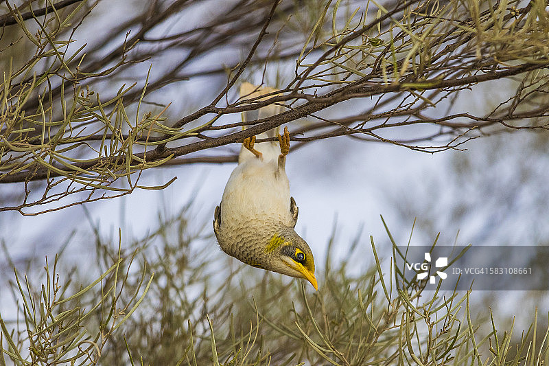 黄喉矿鸟图片素材