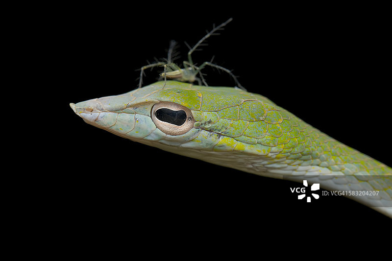 马来西亚：猫蛛与藤蛇图片素材