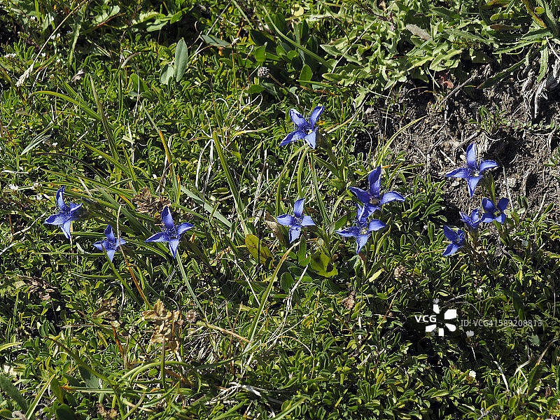 瑞士阿尔卑斯山的野生龙胆花图片素材