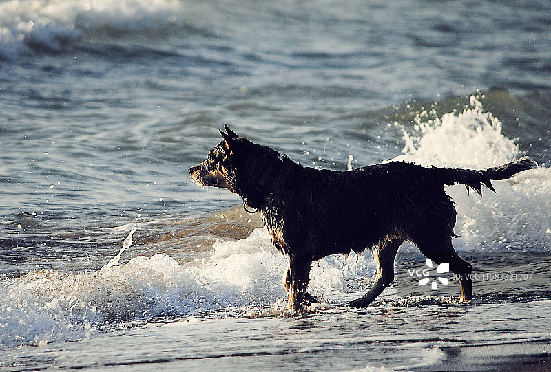 海边的狗图片素材