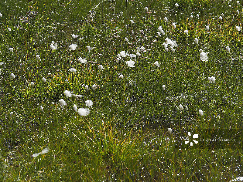 酸性沼泽栖息地的棉毛图片素材