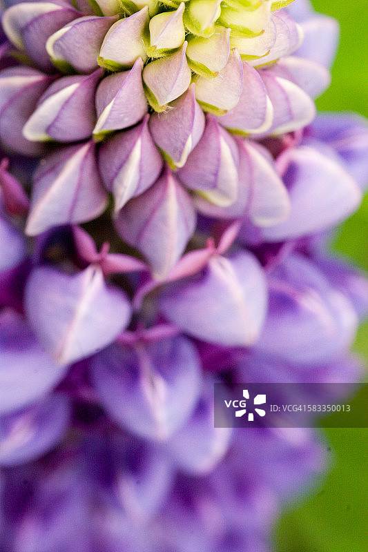 紫色羽扇豆花（微距拍摄）图片素材