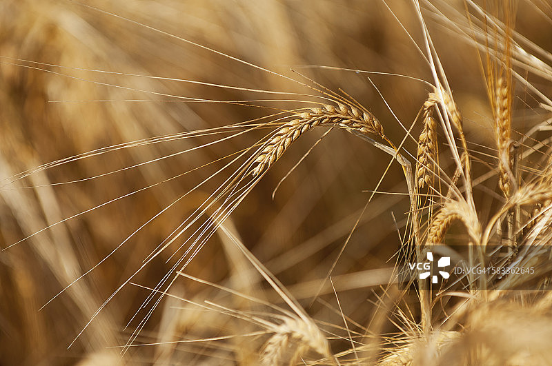 秋季大麦作物图片素材