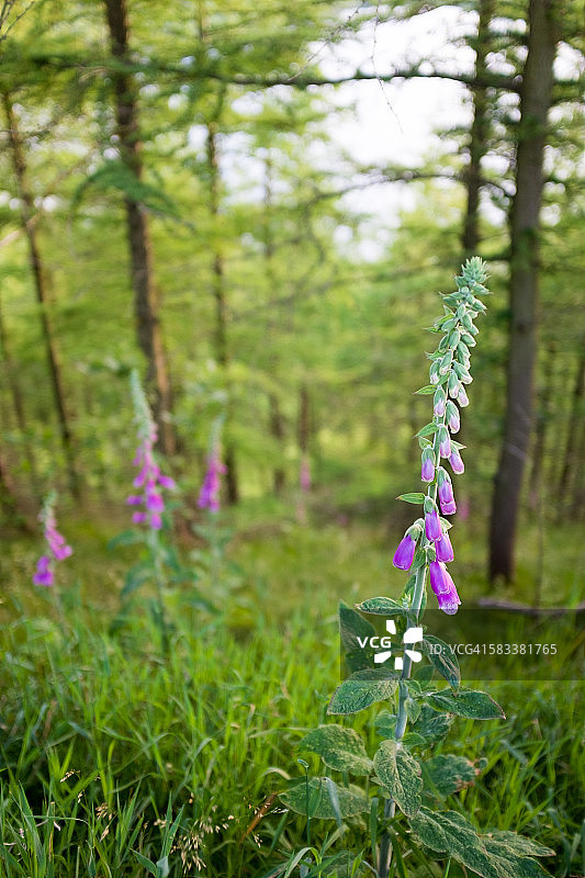 谢菲尔德附近的林地洋地黄野花，英国图片素材