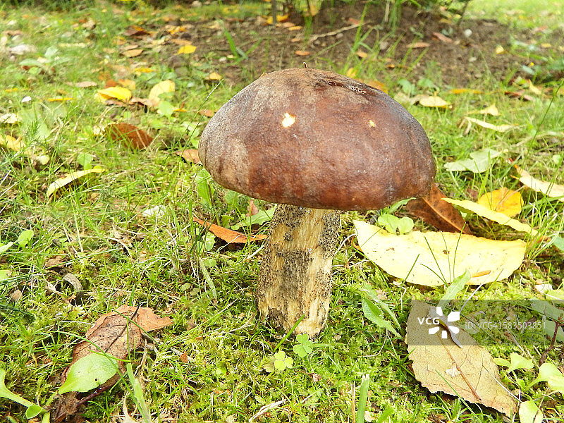 可食用牛肝菌图片素材