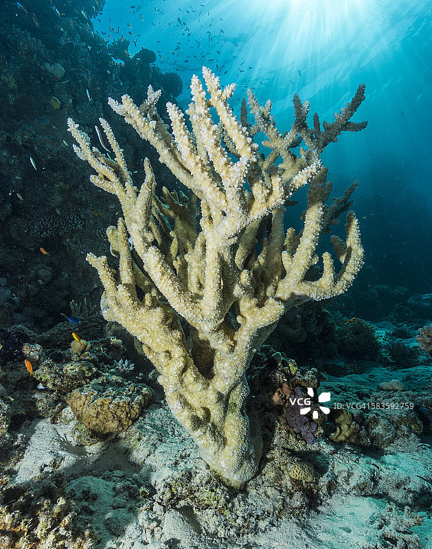 鹿角珊瑚与阳光图片素材