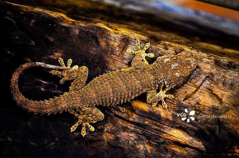 普通欧洲壁虎图片素材