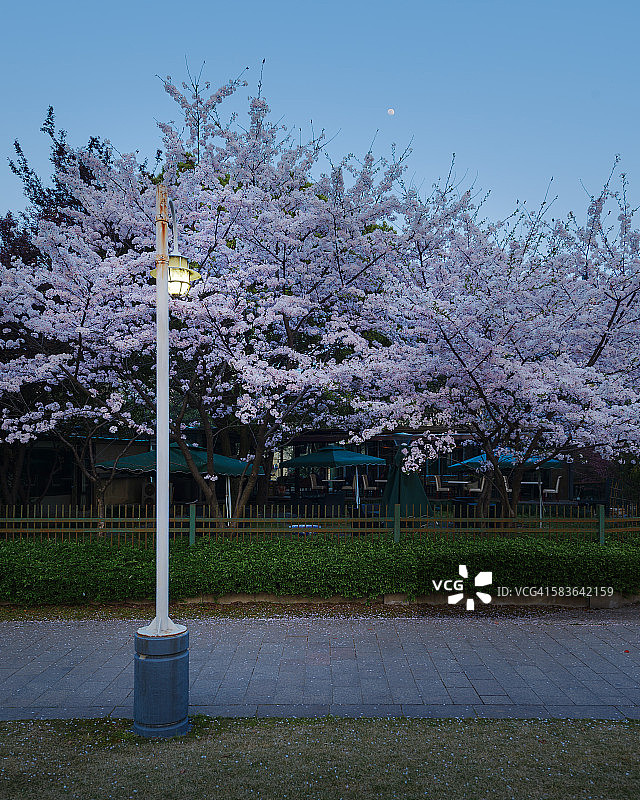 上海赏花路线图片素材