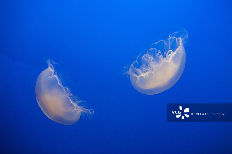 月亮水母图片素材