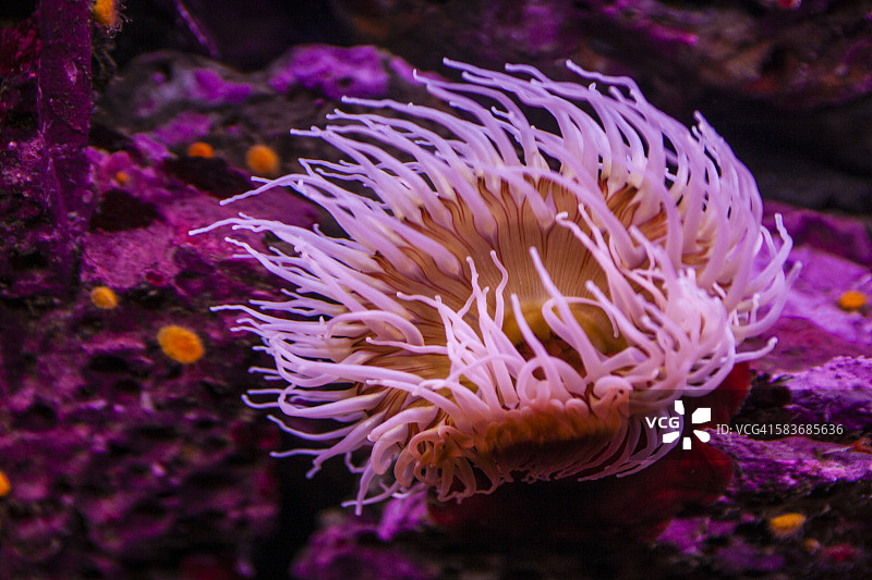 粉色银莲花图片素材