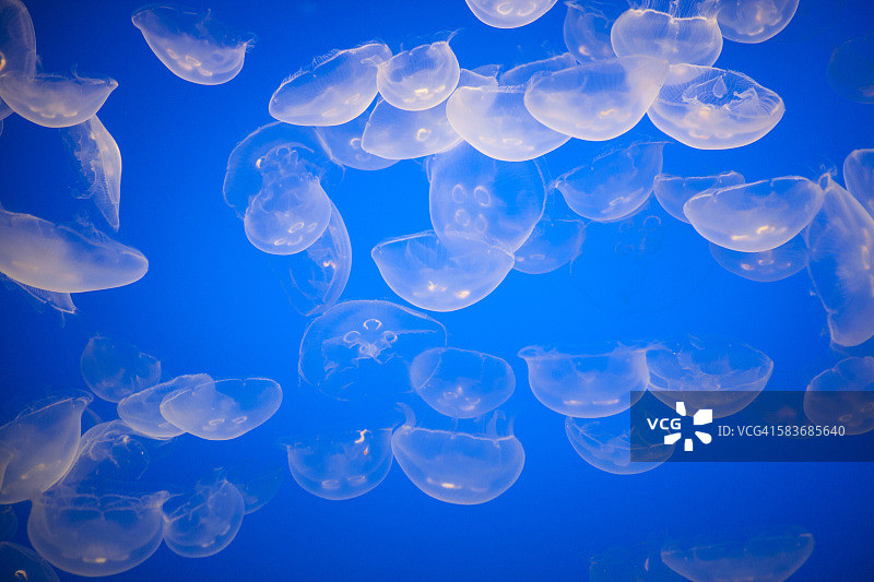 月亮水母图片素材