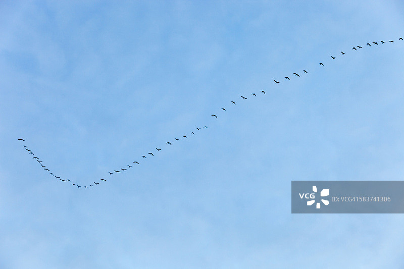 达布鲁扎海岸东北部白额雁和红胸雁群图片素材