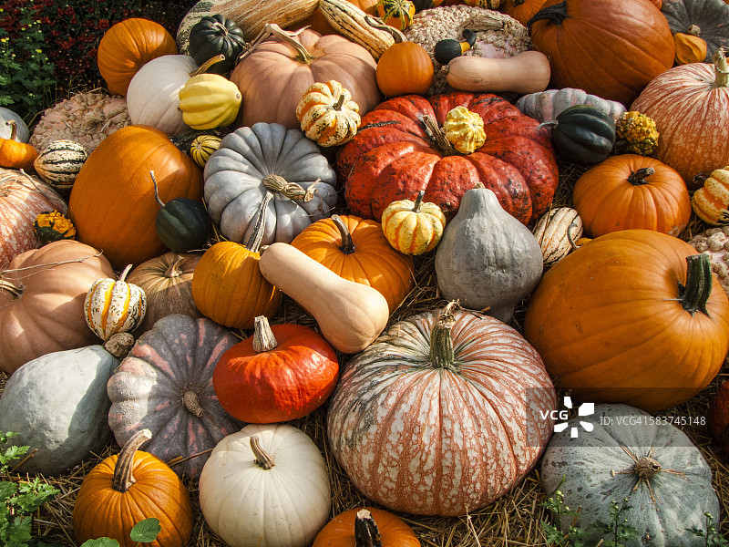 秋季节日南瓜展示图片素材