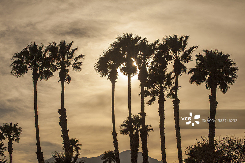 加利福尼亚棕榈树图片素材