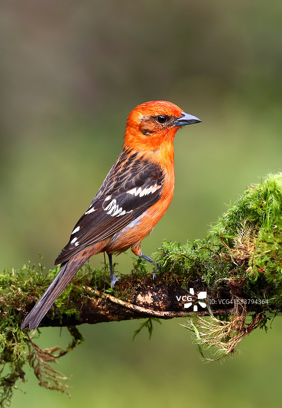 双齿比兰雀雄鸟，哥斯达黎加图片素材