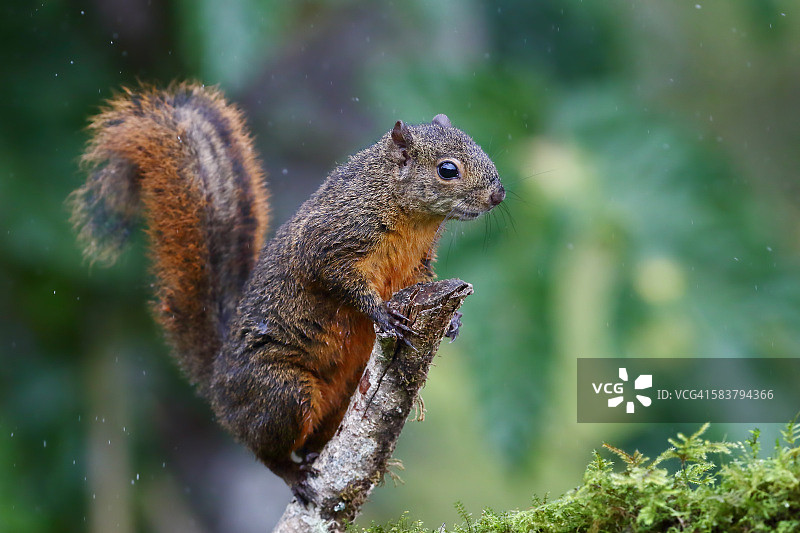 哥斯达黎加松鼠图片素材