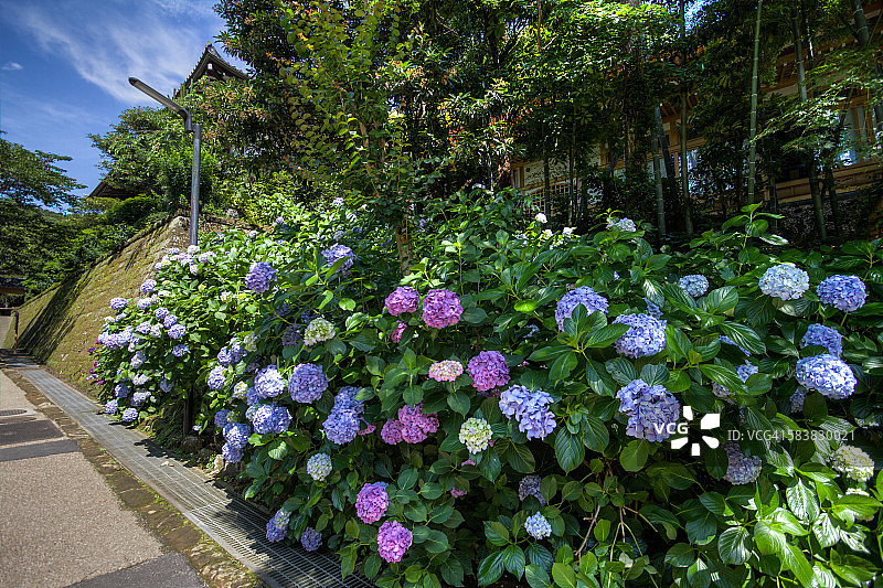 日本紫阳花图片素材