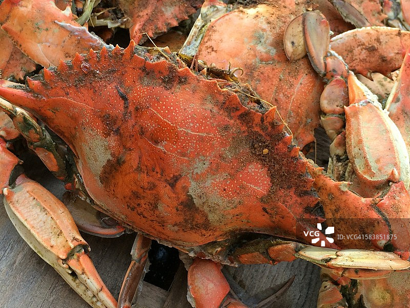 清蒸马里兰蓝蟹图片素材