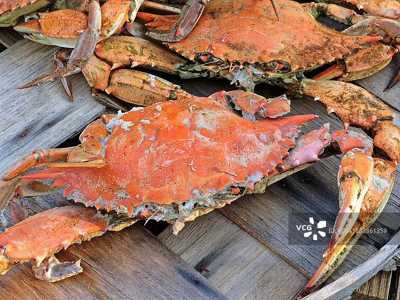 清蒸马里兰蓝蟹图片素材