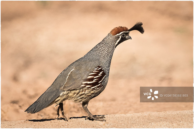 雄性冈贝尔鹌鹑向右走图片素材