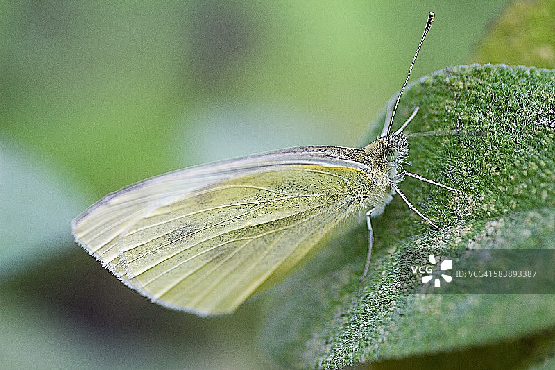 甘蓝菜粉蝶图片素材