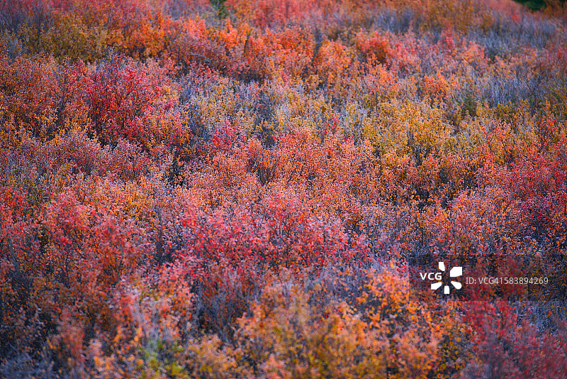 苔原秋色图片素材