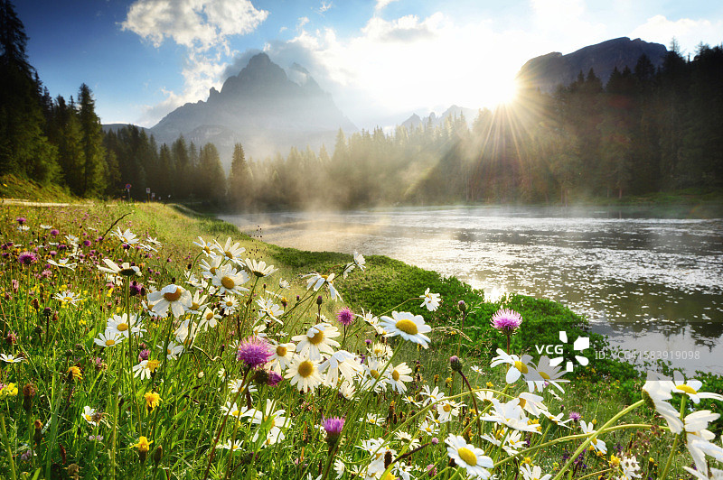 安托尔诺湖附近的鲜花，多洛米蒂图片素材