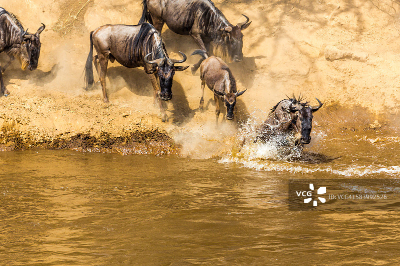 肯尼亚的角马大迁徙图片素材