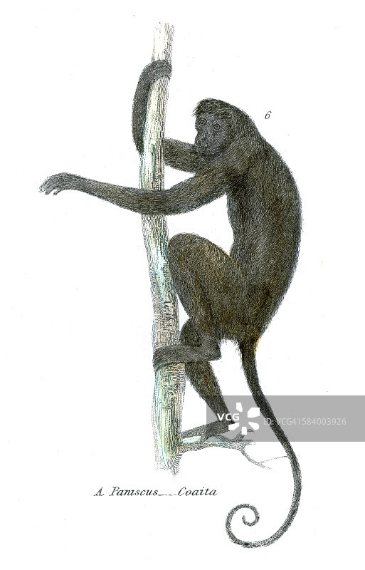 蜘蛛猴插画1803图片素材