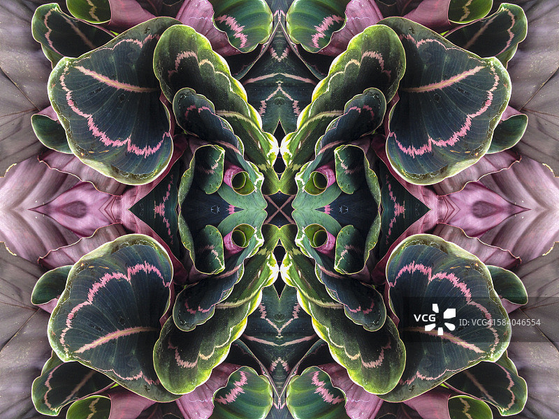 竹芋植物叶子的特写图片素材