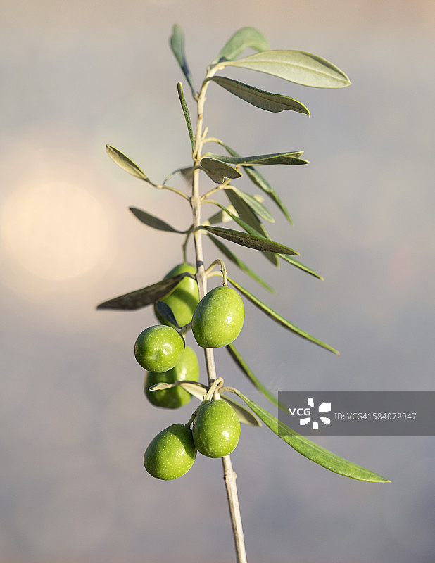 结着绿色橄榄的橄榄树枝图片素材